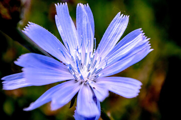 fresh purple chicory flower on a natural background