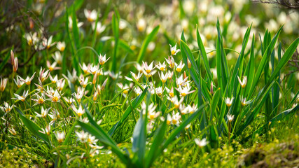 Spring flowers under the rays of sunlight. Snowdrops close-up. Beautiful landscape of nature. Hi spring. Beautiful flowers on a green meadow.