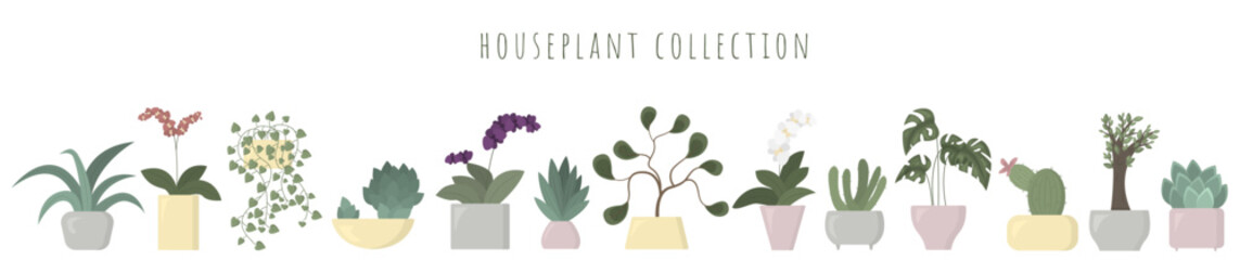 Collection of different houseplants isolated on white background