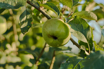 In the orchard, green apples ripen on a bush, delicious and healthy food
