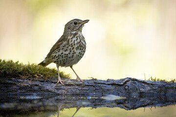 Bird - Song Trush Turdus philomelos in the forrest waterhole amazing warm light sunset sundown	