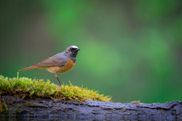 Bird Redstart Phoenicurus phoenicurus small bird on green background spring time bird drinking water on forest pond