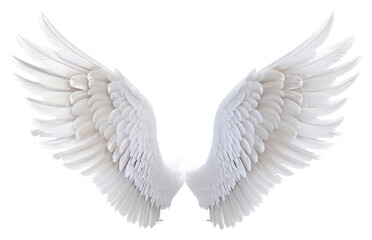 PNG White wings angel bird white background.