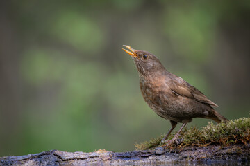 female Blackbird Turdus merula on the forest puddle amazing warm light sunset sundown