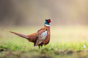 Bird - Common pheasant Phasianus colchius Ring-necked pheasant in natural habitat wildlife Poland Europe