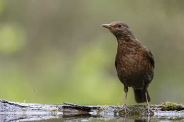female Blackbird Turdus merula on the forest puddle amazing warm light sunset sundown