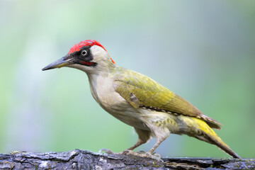 Bird - Green woodpecker Picus viridis on forest pond, bird drinking water, wildlife Poland Europe