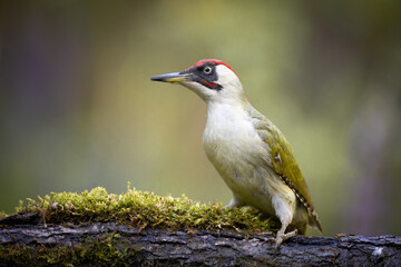 Bird - Green woodpecker Picus viridis on forest pond, bird drinking water, wildlife Poland Europe