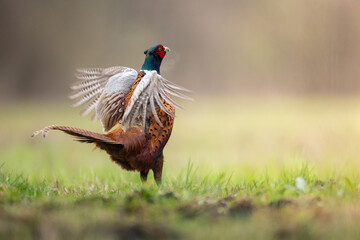 Bird - Common pheasant Phasianus colchius Ring-necked pheasant in natural habitat wildlife Poland Europe