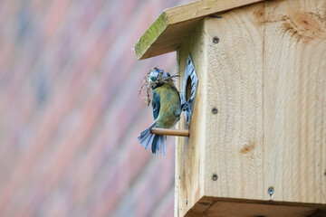 Blue Tit On Birdhouse Nesting
