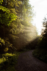 Magical sunset in the forest. Fantasy woodland background.