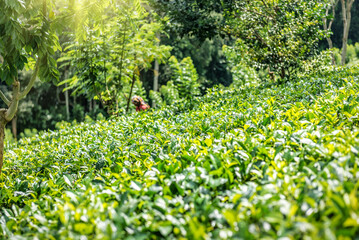 Lush green organic tea plantation on Sri Lanka