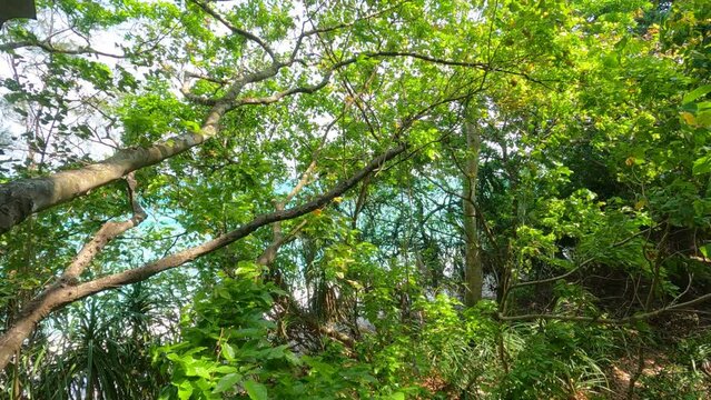 Leaves swaying in the gentle breeze of nature. Cinematic stock video clip of tall trees with leaves gently swaying in the breeze. 