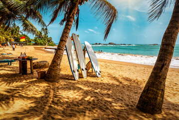 Surfboard and palm tree on the beach, surfing area. Travel adventure and water sport.