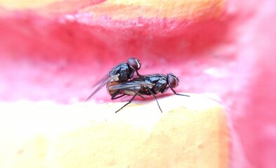Mating houseflies