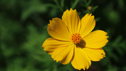 Cosmos caudatus Kunth or king's salad is an annual plant in the genus Cosmos