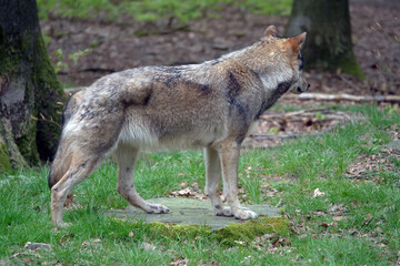 Fototapeta premium Wolf