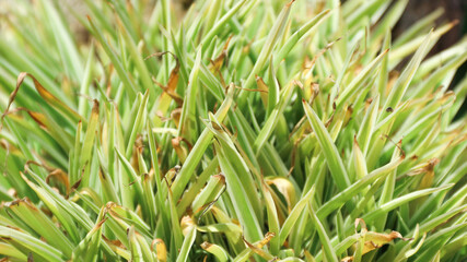 Carex Morrowii boot, also known as Japanese Variegated Sedge Grass and Carex Ice Dance, is an...