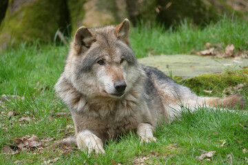Europaescher Grauwolf in freier Natur