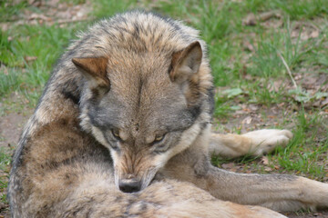 Fototapeta premium Wolf