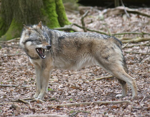 Europaescher Grauwolf in freier Natur