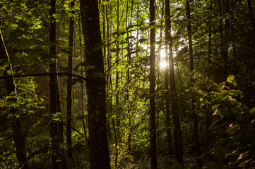 Sun rays shines through forest trees. Japanese Komorebi concept