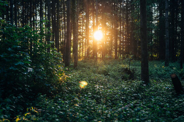 Beautiful rays of sunlight in a green forest