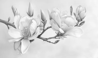 Fototapeten Black and white illustration of magnolia flowers © TheoTheWizard