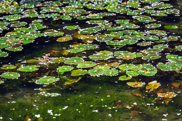 室生寺 バン字池の春