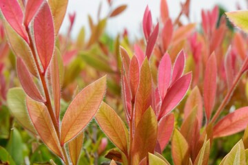 Young pinky sprouts of Bottlebrush plant Chamaedaphne calyculata after trimming. Floral background