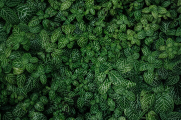 Full Frame of Green Leaves Pattern Background, Nature Lush Foliage Leaf Texture, tropical leaf	
