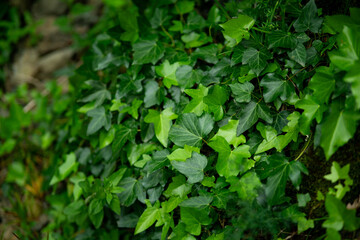 green leaves background