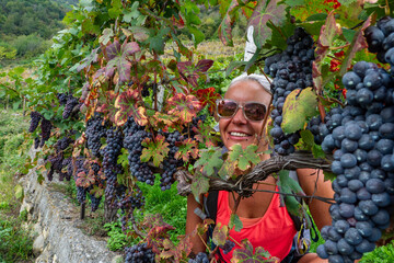 Female hiker on wine tour at La Via dei Terrazzamenti, Italy - Ripe grapes ready for harvest in the...