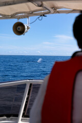 Obraz premium 知床ホエールウォッチングクルージング