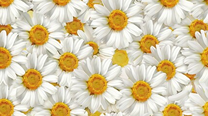 Fototapeta premium Daisy seamless pattern background. Fashion print