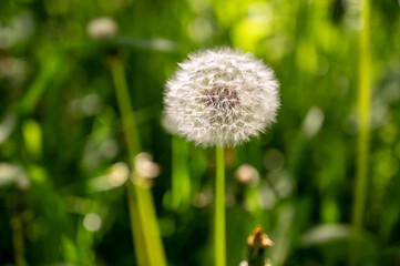 Dandelion in the meadow on a background of green grass