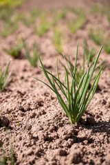 Young green onion growing in the field. Selective focus. Shallow depth of field