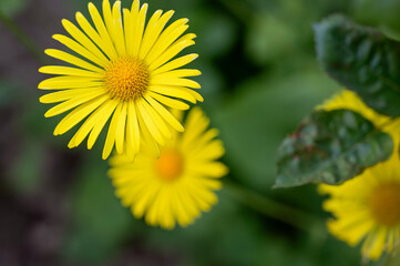 Yellow daisy in the garden. Shallow depth of field.