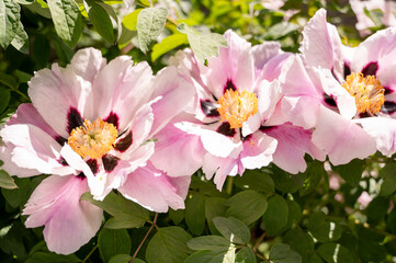 Peony (Paeonia lactiflora) is a species of flowering plant in the peony family.