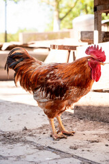 rooster on the farm in the yard