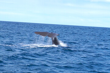 Fototapeta premium whale