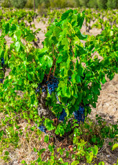 A Grape Vine in Rural Catalonia, Spain