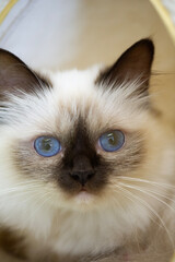 Portr&auml;t einer Heiligen Birma Katze