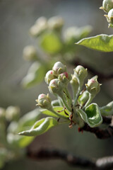 blossoming tree