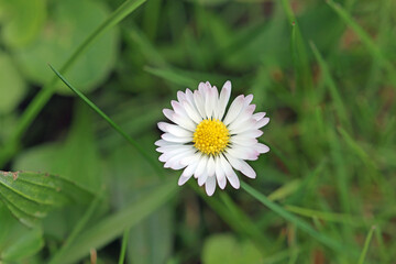 white daisy flower