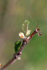 bud on a tree
