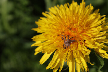 spider on dandelion