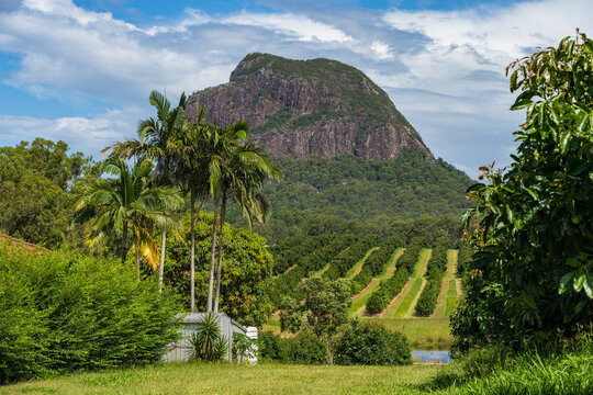 A large distant mountain visible between rows of fruit trees in an orchard