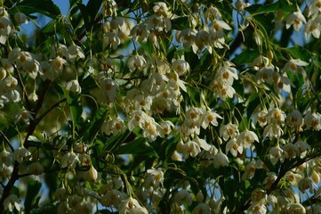 エゴノキ（えごの木）チサノキ