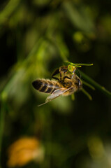 Bee on a plant with a green background
